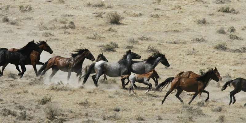 This July 25, 2007 file photo, shows wild horses being herded by the Bureau of Land Management in a field, at the Black Mountain and Hardtrigger Herd Management Areas in the Owyhee Mountains southeast of Marsing, Idaho. CREDIT: Darin Oswald/Idaho Statesman via AP