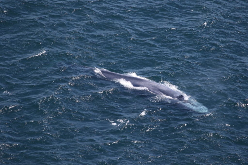 A marine mammal researcher at Oregon State University spotted a grouping of blue whales offshore of Bandon, Oregon, during a U.S. Coast Guard chopper ride-along in July 2019. CREDIT COURTESY OF LEIGH TORRES, PHOTO TAKEN UNDER UNDER NOAA/NMFS PERMIT #21678