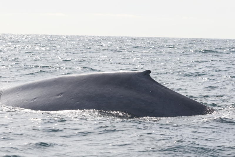 This blue whale was spotted by a Cascadia Research team about 17 nautical miles northwest of Grays Harbor, Washington, in late July. CREDIT: JOHN CALAMBOKIDIS / CASCADIA RESEARCH