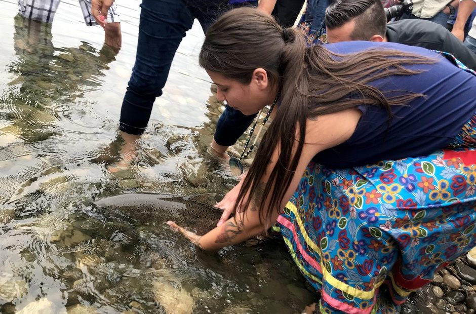 Colville Tribal member Crystal Conant releases the final salmon into the upper Columbia River on Friday, Aug. 9, 2019. Conant said salmon’s reintroduction to the upper Columbia will help heal the tribe and the ecosystem. CREDIT: COURTNEY FLATT/NWPB