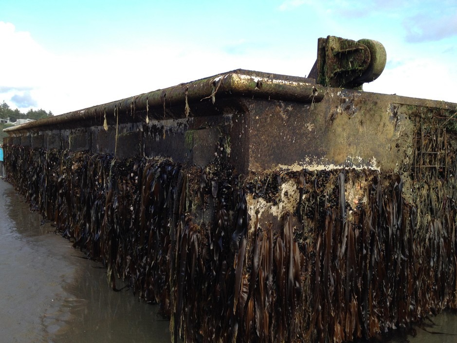 A dock that broke loose from Japan’s Misawa fishing port during the 2011 tsunami showed up on Oregon’s Agate Beach in June 2012. Courtesy of Hatfield Marine Science Center/OSU