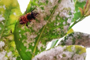 Honeybees are seen feeding on the honeydew of whiteflies in citrus trees. Traces of neonicotinoids, a family of pesticides, have shown up in honeydew, an important food source for other insects. CREDIT: Alejandro Tena