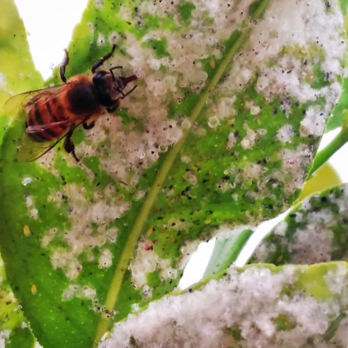Honeybees are seen feeding on the honeydew of whiteflies in citrus trees. Traces of neonicotinoids, a family of pesticides, have shown up in honeydew, an important food source for other insects. CREDIT: Alejandro Tena