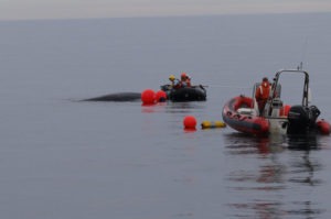 Specially trained responders cut free an entangled humpback whale off Tatoosh Island, Wash., in August 2019. PACIFIC NW LARGE WHALE ENTANGLEMENT RESPONSE NETWORK / NOAA PERMIT #18786-03