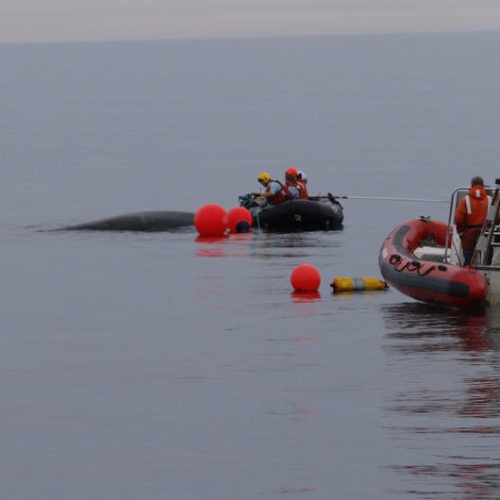 Specially trained responders cut free an entangled humpback whale off Tatoosh Island, Wash., in August 2019. PACIFIC NW LARGE WHALE ENTANGLEMENT RESPONSE NETWORK / NOAA PERMIT #18786-03