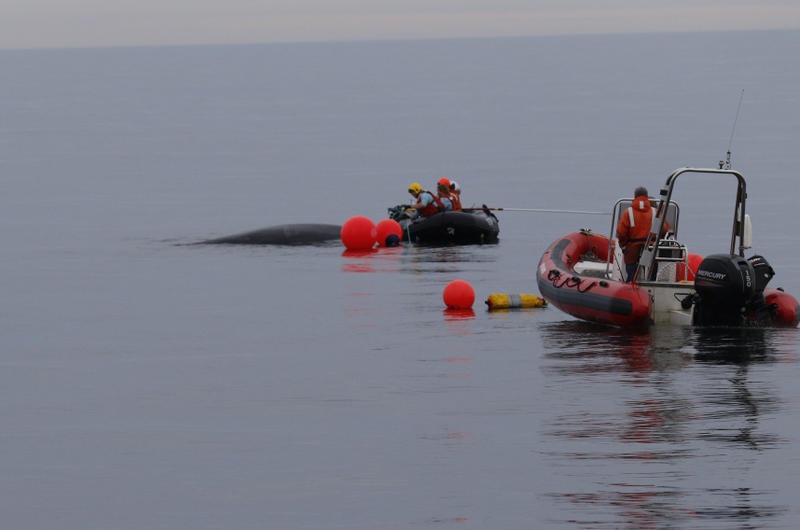 Specially trained responders cut free an entangled humpback whale off Tatoosh Island, Wash., in August 2019. PACIFIC NW LARGE WHALE ENTANGLEMENT RESPONSE NETWORK / NOAA PERMIT #18786-03