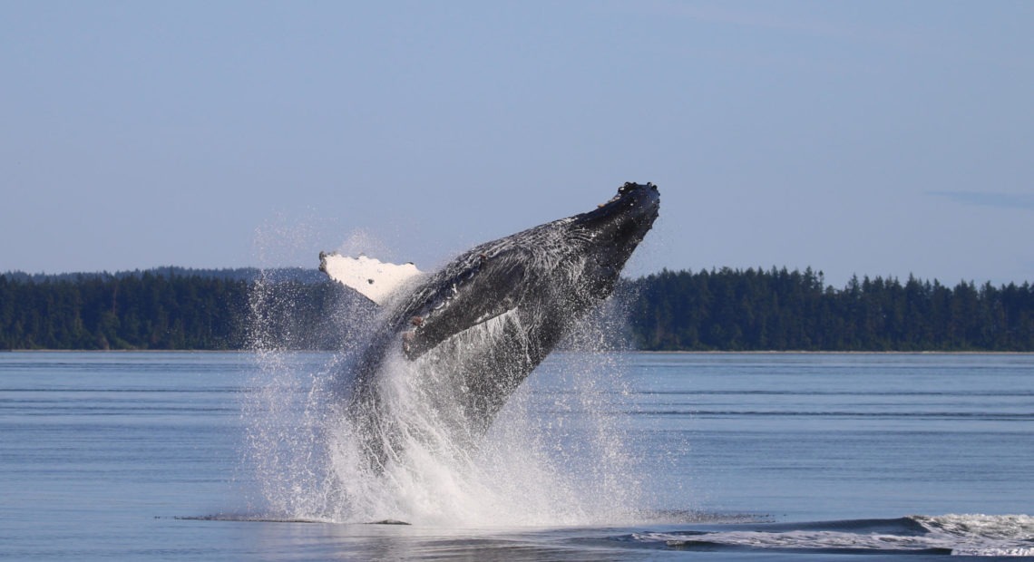A humpback whale breaches in the Salish Sea. CREDIT: ISLAND ADVENTURES WHALE WATCHING