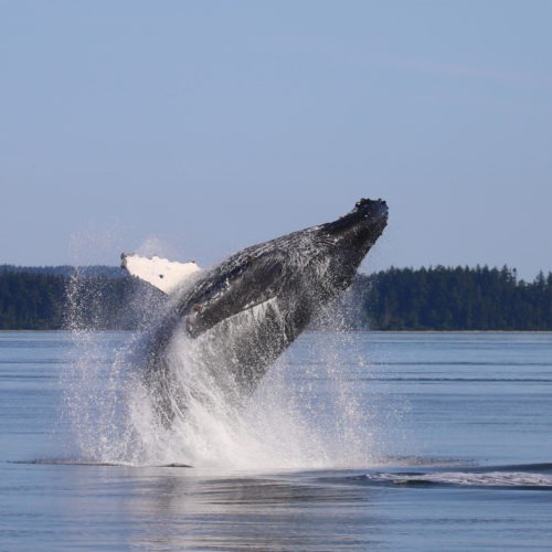 A humpback whale breaches in the Salish Sea. CREDIT: ISLAND ADVENTURES WHALE WATCHING
