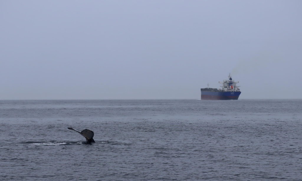 The potential for ship strikes is a rising concern as increasing numbers of humpbacks feed in the middle of the busy shipping lanes leading to Puget Sound and British Columbia ports. CREDIT: TOM BANSE / N3