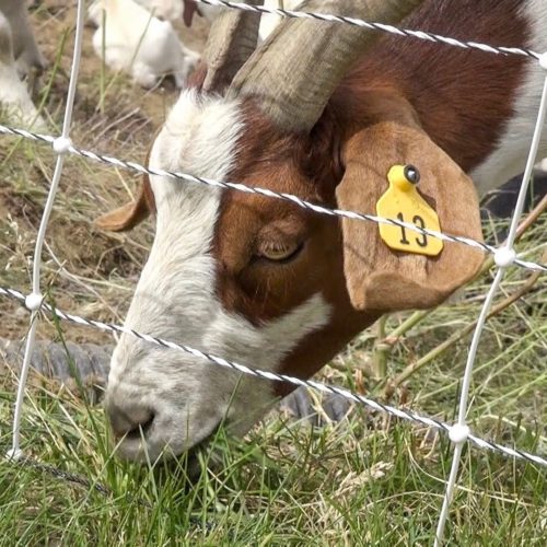 Goat clearing brush for wildfire prevention