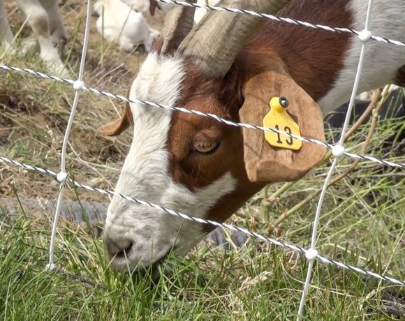 Goat clearing brush for wildfire prevention