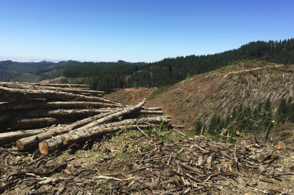 A logging clear-cut on the outskirts of the Elliott State Forest is shown in southwest Oregon, on July 27, 2016. Logging forests unsustainably can lead to a loss of natural capital. CREDIT: ERIC JOHNSON/REUTERS