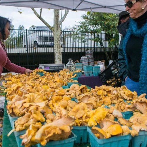 Pacific golden chanterelles at the Eugene Saturday Market in the fall of 2013. VISITOR7 VIA WIKIMEDIA COMMONS / HTTPS://TINYURL.COM/Y63DHJAL