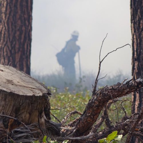 Thinning, mowing and prescribed fire are used in Ponderosa pine forests to maintain an open forest floor. CREDIT: Jes Burns/OPB/EarthFix