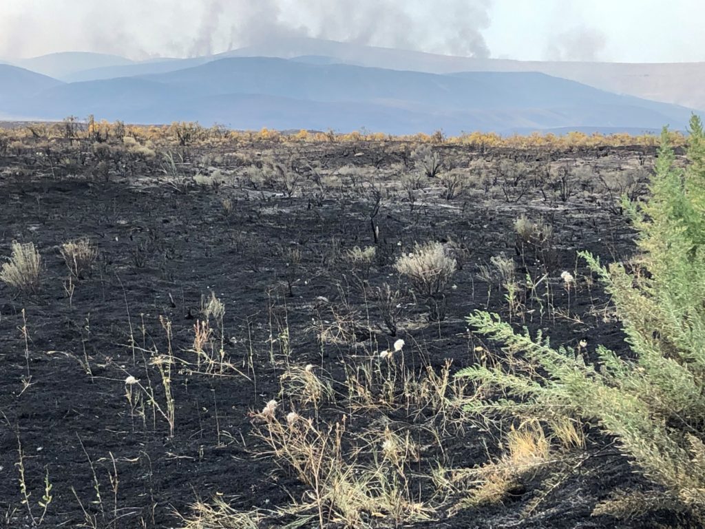 The land charred around Rattlesnake Mountain from the July 2019 Cold Creek Fire includes sensitive habitat for numerous plant and animal species. CREDIT SHERI WHITFIELD / U.S. FISH & WILDLIFE SERVICE