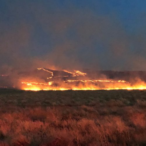 The Cold Creek Fire burned nearly 42,000 acres of sagebrush and grass land near Hanford in July -- including on Rattlesnake Mountain.