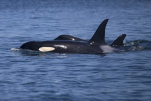 Southern Resident orcas in the J pod made a rare 2019 appearance in inland waters on Thursday, August 15, near Lime Kiln State Park off of San Juan Island. (Image taken under the authority of NMFS permit No. 22141) MEGAN FARMER / KUOW