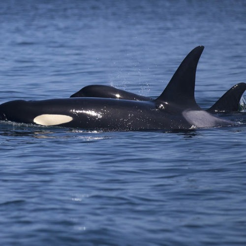 Southern Resident orcas in the J pod made a rare 2019 appearance in inland waters on Thursday, August 15, near Lime Kiln State Park off of San Juan Island. (Image taken under the authority of NMFS permit No. 22141) MEGAN FARMER / KUOW