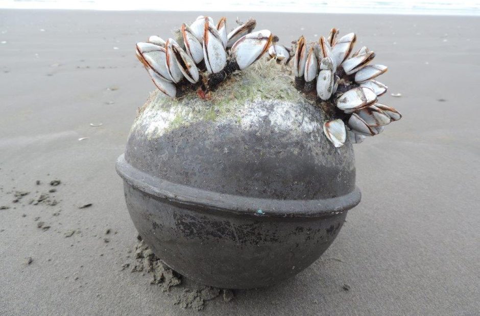 Marine organisms like these gooseneck barnacles are crossing the Pacific Ocean to North America by hitching rides on floating debris composed of man-made materials — mostly plastic. Courtesy of Russ Lewis