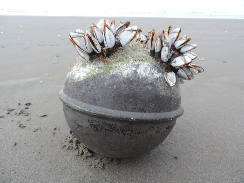 Marine organisms like these gooseneck barnacles are crossing the Pacific Ocean to North America by hitching rides on floating debris composed of man-made materials — mostly plastic. Courtesy of Russ Lewis