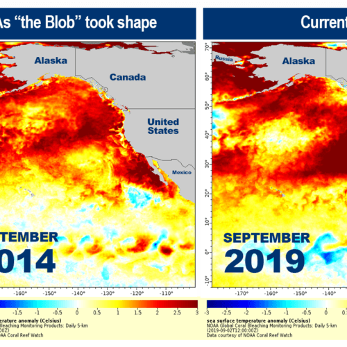 Sea surface temperature anomaly maps show temperatures above normal in orange and red. The warming could lead to dire conditions for sea life. CREDIT: NOAA