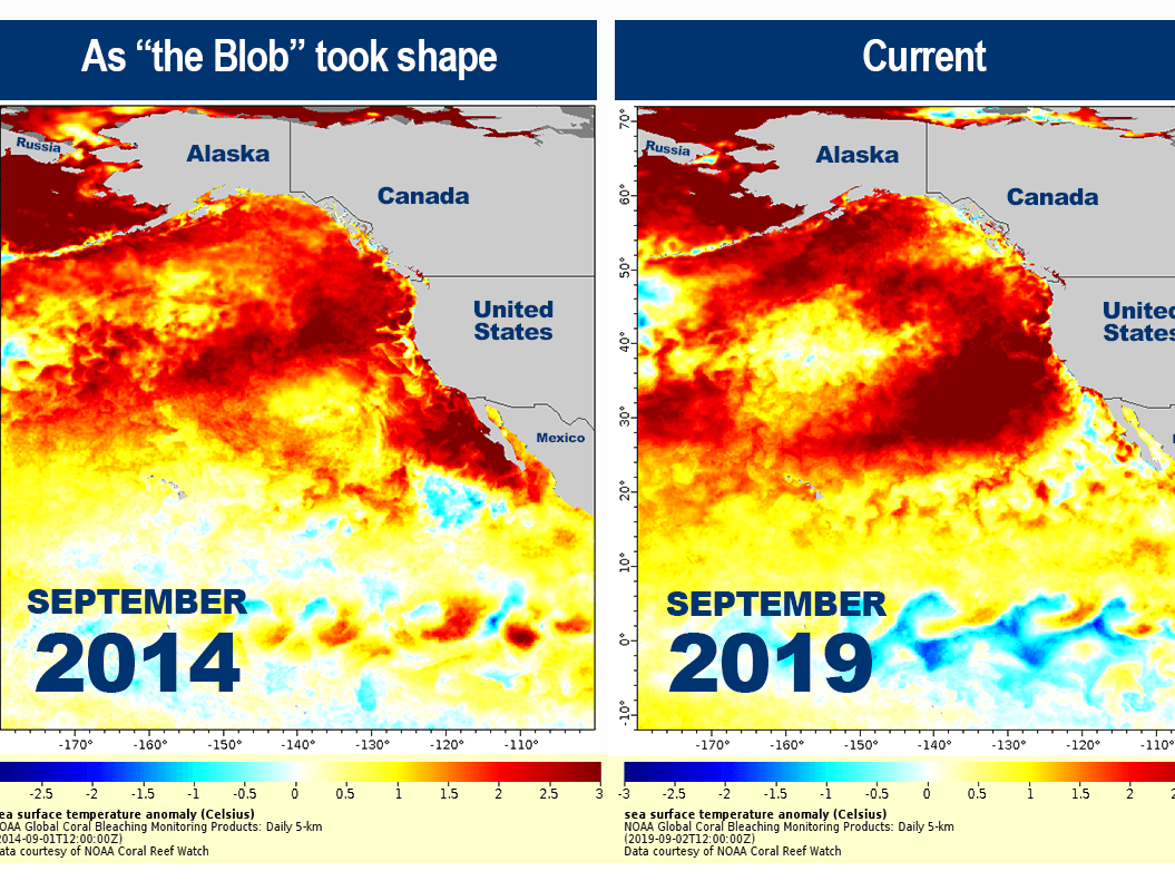 Sea surface temperature anomaly maps show temperatures above normal in orange and red. The warming could lead to dire conditions for sea life. CREDIT: NOAA