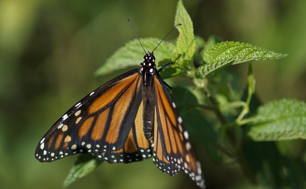 a monarch butterfly rests on a plant at Abbott's Mill Nature Center in Milford, Del. Seventeen states sued the Trump administration Wednesday, Sept. 25, 2019, to block rules weakening the Endangered Species Act, saying the changes would make it tougher to protect wildlife even in the midst of a global extinction crisis. CREDIT: CAROLYN KASTER/AP