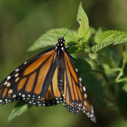 a monarch butterfly rests on a plant at Abbott's Mill Nature Center in Milford, Del. Seventeen states sued the Trump administration Wednesday, Sept. 25, 2019, to block rules weakening the Endangered Species Act, saying the changes would make it tougher to protect wildlife even in the midst of a global extinction crisis. CREDIT: CAROLYN KASTER/AP