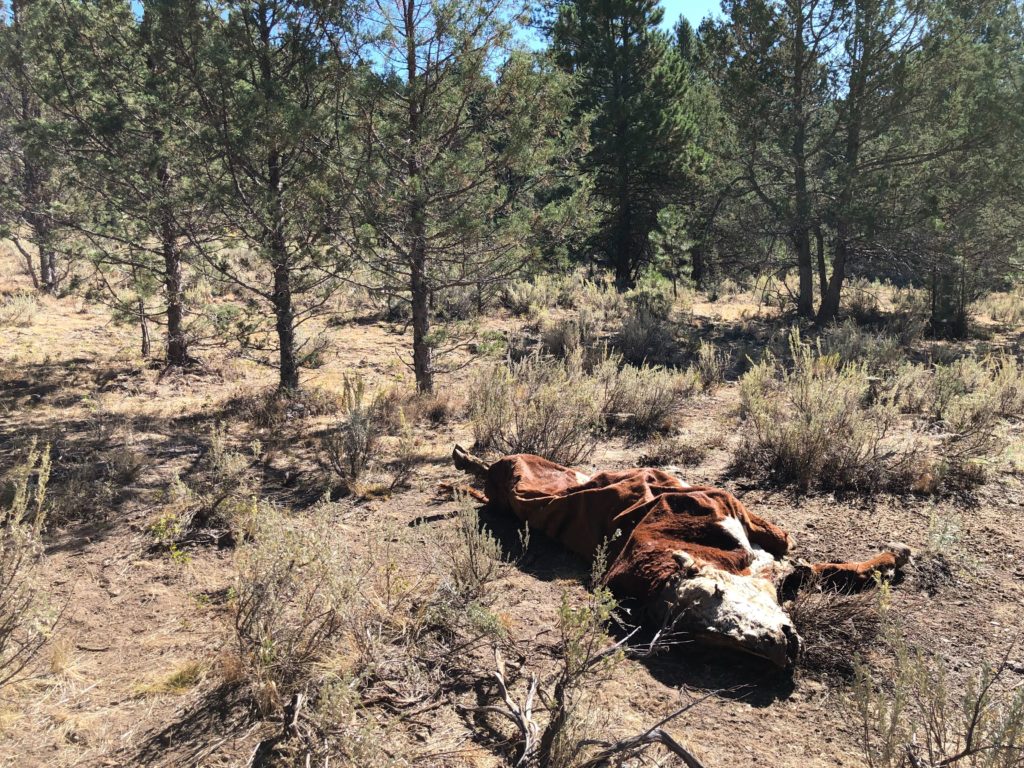 The crumpled carcass of a once vibrant bull lays on Forest Service ground. It was killed along with several others in a strange way at Silvies Valley Ranch in eastern Oregon, and detectives have few leads. CREDIT: ANNA KING/N3