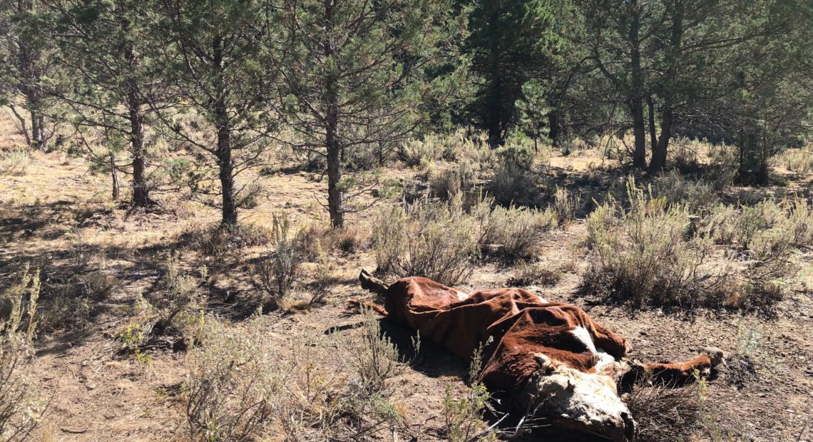 The crumpled carcass of a once vibrant bull lays on Forest Service ground. It was killed along with several others in a strange way at Silvies Valley Ranch in eastern Oregon, and detectives have few leads. CREDIT: ANNA KING/N3