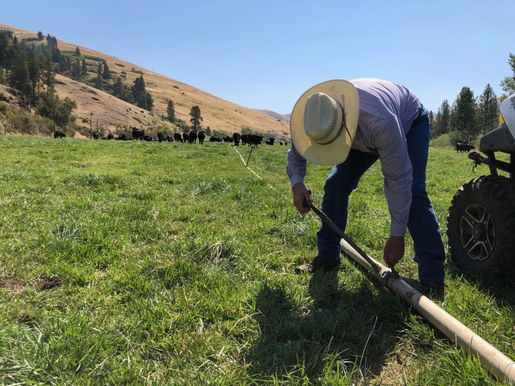 Terry Anderson outside of Pendleton, Oregon, fixes his solid-set irrigation lines. Cows love to rub against the spigots and knock them over, he says. Anderson had a cow mysteriously killed on his place back in the 1980s. CREDIT: ANNA KING/N3