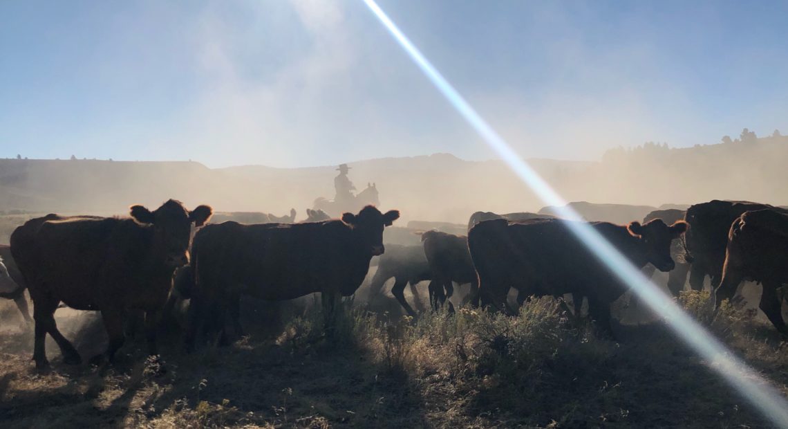 A fog of dust is kicked up from hooves as cowboys quietly push cattle into a corral from a big draw on Silvies Valley Ranch near Burns, Oregon. CREDIT: ANNA KING/N3