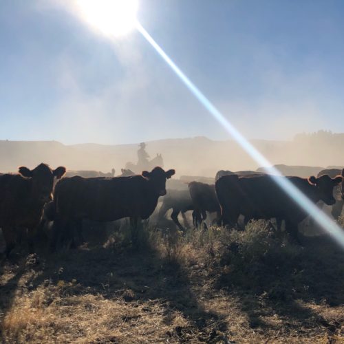 A fog of dust is kicked up from hooves as cowboys quietly push cattle into a corral from a big draw on Silvies Valley Ranch near Burns, Oregon. CREDIT: ANNA KING/N3