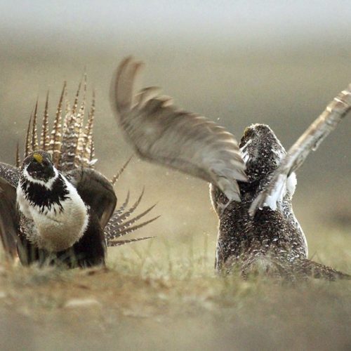 Idaho, Oregon, Montana, Wyoming and other states are reporting population declines for the birds in 2019. CREDIT: Jerret Raffety/The Rawlins Daily Times via AP