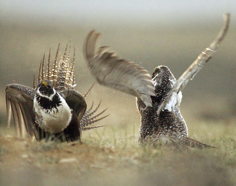 Idaho, Oregon, Montana, Wyoming and other states are reporting population declines for the birds in 2019. CREDIT: Jerret Raffety/The Rawlins Daily Times via AP