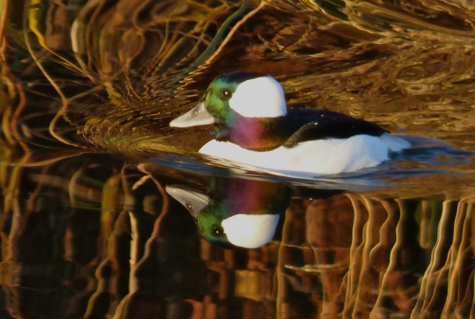 A bufflehead, one of 20 duck species that could lose most of their habitat in Washington state to climate change. CREDIT: John Ryan/KUOW