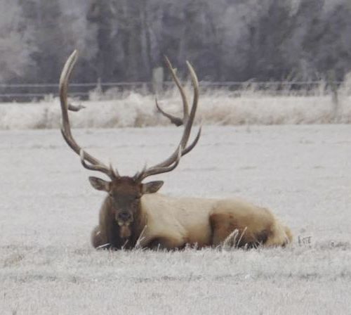 File photo of the Ellensburg-area elk that residents nicknamed Bullwinkle. The elk was shot and killed in 2015 by hunter Tod Reichart in an area the state had closed to hunting. Courtesy of Washington DFW.