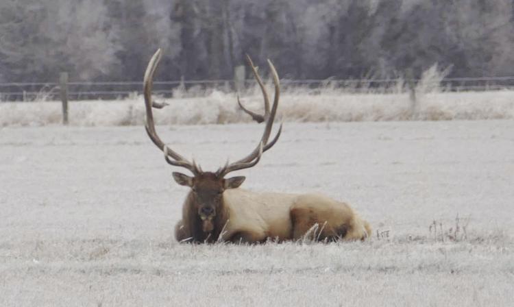 File photo of the Ellensburg-area elk that residents nicknamed Bullwinkle. The elk was shot and killed in 2015 by hunter Tod Reichart in an area the state had closed to hunting. Courtesy of Washington DFW.
