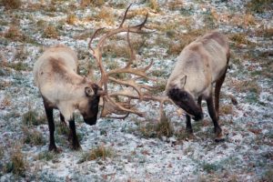 two caribou in northwest Montana knock their antlers together. On Wednesday, Oct. 2, 2019, U.S. federal officials finalized protections for caribou habitat in the lower 48 states.