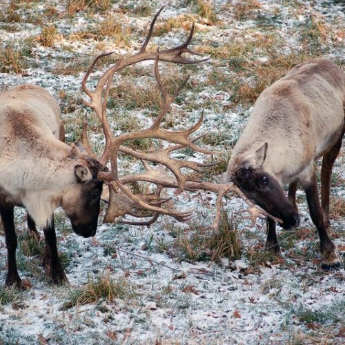 two caribou in northwest Montana knock their antlers together. On Wednesday, Oct. 2, 2019, U.S. federal officials finalized protections for caribou habitat in the lower 48 states.