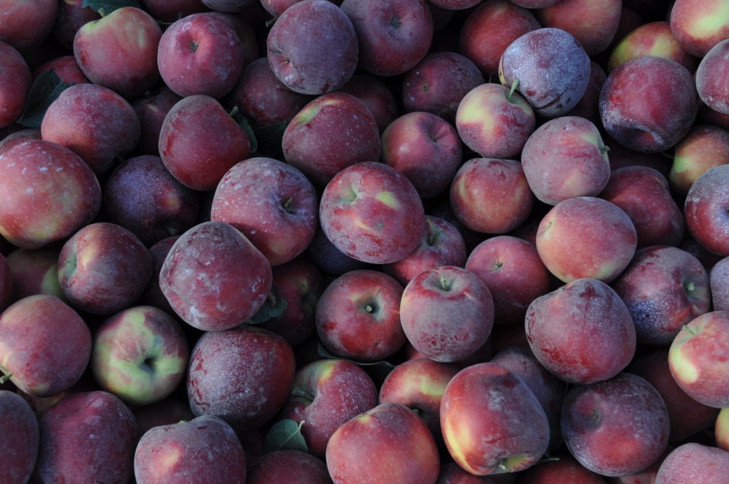 Though Cosmic Crisp has been in development for over 20 years, growers are adjusting to growing this apple in their own orchards and taking extra steps to protect their investment. Price Cold Storage sprayed their apples with clay to prevent sunburn, though vice president Aaron Clark says it likely wasn’t necessary. CREDIT: NWPB Enrique Pérez de la Rosa/NWPB