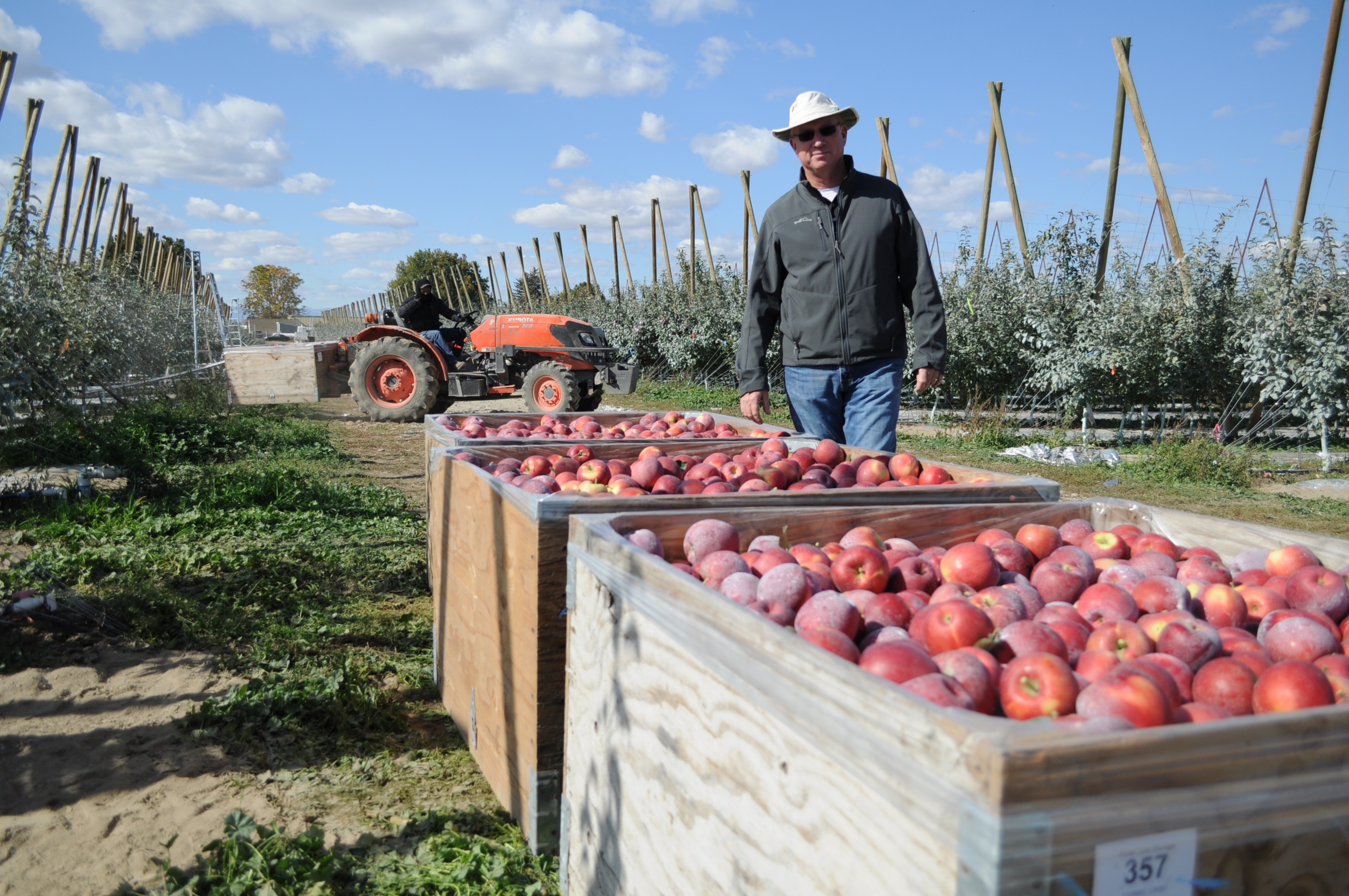 Washington growers bet on new apple