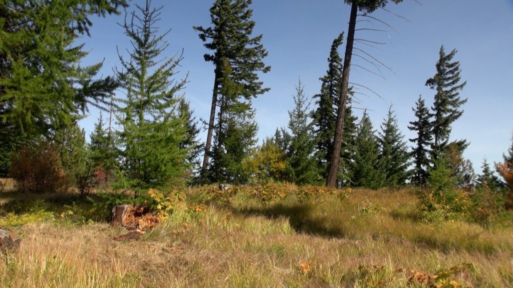 A thinned patch of forest outside of Cle Elum, Washington, has gaps and spaces between clumps of trees. CREDIT: Courtney Flatt/NWPB