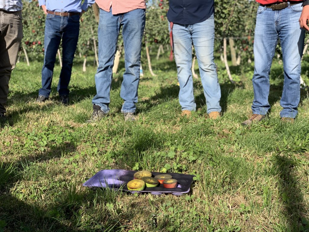 WSU Tree Fruit Research Commission researchers met with growers in Washington ahead of harvest to go over differences between growing Cosmic Crisp and other apples. Above, growers watch how Cosmic apples react to an iodine solution used to measure the apple’s maturity. CREDIT: NWPB Enrique Pérez de la Rosa/NWPB