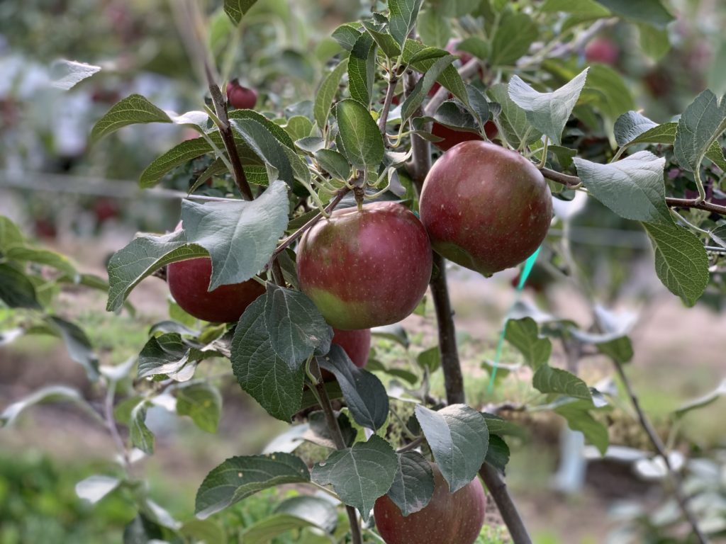 The verdict: Cosmic Crisp vs. Honeycrisp - Produce Blue Book