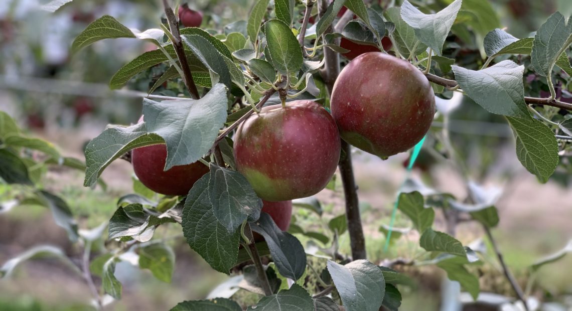 Cosmic Crisp apples make their earliest appearance yet in stores