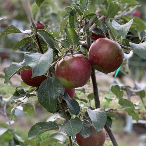 Even after 20 years of development, there’s still more research to be done on Cosmic Crisp, particularly around ‘green spot,’ pictured above, a cosmetic defect whose causes are not entirely understood by horticulturalist but are likely caused by a calcium deficiency, according to WSU researchers. CREDIT: Enrique Pérez de la Rosa/NWPB