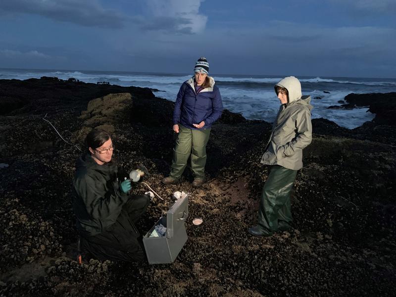 OSU researchers Andrew Williams, from left, Katherine Lasdin and Susanne Brander collected mussels and whelks at Yachats, Oregon, on Sept. 28. CREDIT: TOM BANSE/N3