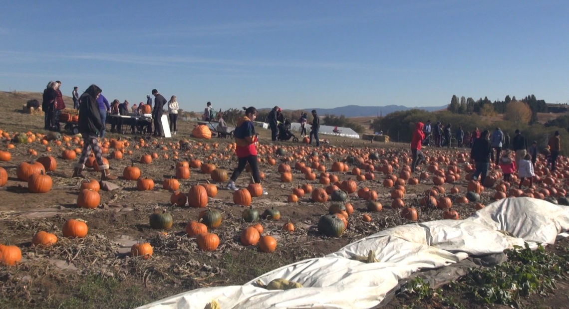 Pumpkins on the ground