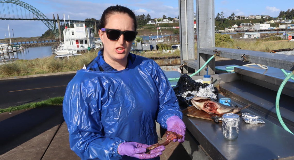 OSU masters student Katherine Lasdin separates the innards of a donated rockfish at the Port of Newport, Oregon, for later analysis to see if it ingested microplastics. CREDIT: TOM BANSE/N3